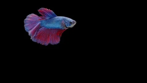 Super slow motion of Siamese fighting fish (Betta splendens), well known name Stock Footage 111044691