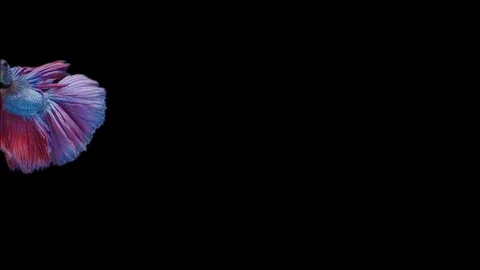 Super slow motion of Siamese fighting fish (Betta splendens), well known name Stock Footage 111044703