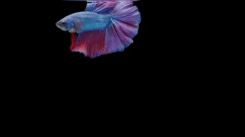 Super slow motion of Siamese fighting fish (Betta splendens), well known name Stock Footage 111044709