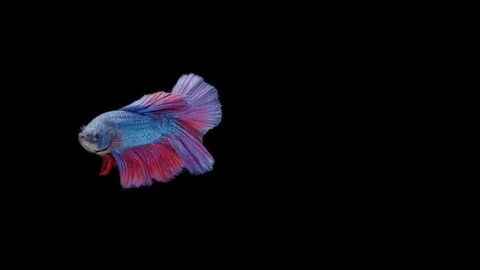Super slow motion of Siamese fighting fish (Betta splendens), well known name Stock Footage 111044713