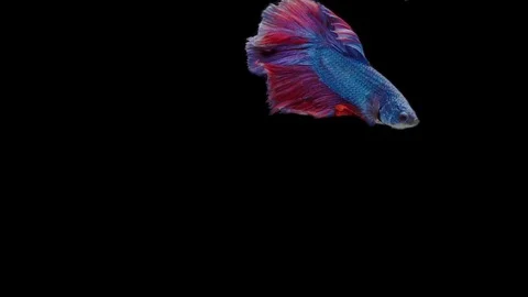 Super slow motion of Siamese fighting fish (Betta splendens), well known name Stock Footage 111044724