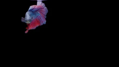 Super slow motion of Siamese fighting fish (Betta splendens), well known name Stock Footage 111044726