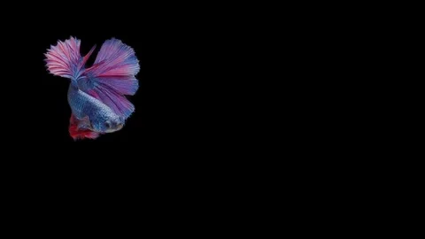 Super slow motion of Siamese fighting fish (Betta splendens), well known name Stock Footage 111044729