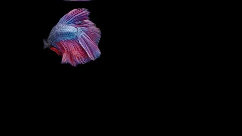 Super slow motion of Siamese fighting fish (Betta splendens), well known name Stock Footage 111044732