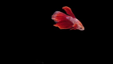 Super slow motion of Siamese fighting fish (Betta splendens), well known name Stock Footage 111044738