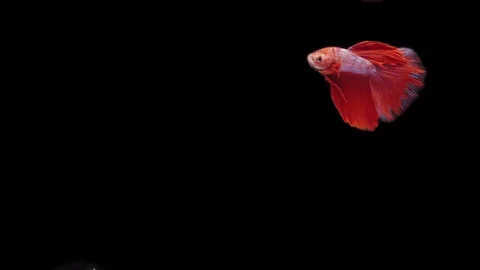 Super slow motion of Siamese fighting fish (Betta splendens), well known name Stock Footage 111044740