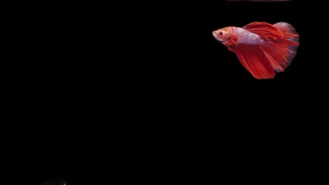 Super slow motion of Siamese fighting fish (Betta splendens), well known name Stock Footage 111044745