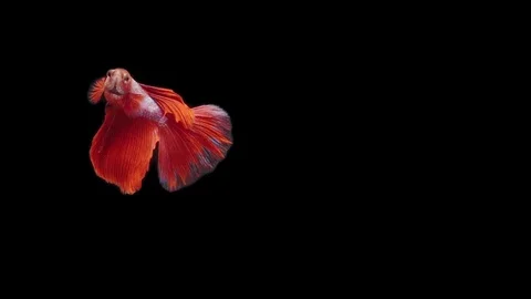 Super slow motion of Siamese fighting fish (Betta splendens), well known name Stock Footage 111044746