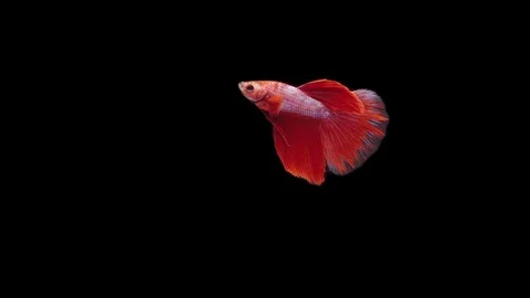 Super slow motion of Siamese fighting fish (Betta splendens), well known name Stock Footage 111044756