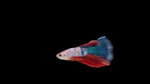 Super slow motion of Siamese fighting fish (Betta splendens), well known name Stock Footage 111044758