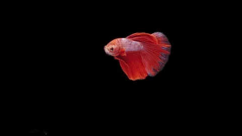 Super slow motion of Siamese fighting fish (Betta splendens), well known name Stock Footage 111044759