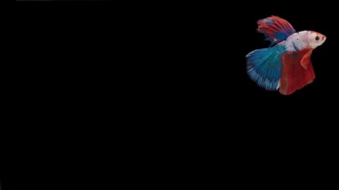 Super slow motion of Siamese fighting fish (Betta splendens), well known name Stock Footage 111044841