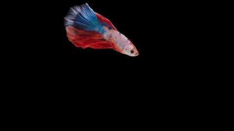 Super slow motion of Siamese fighting fish (Betta splendens), well known name Stock Footage 111044848
