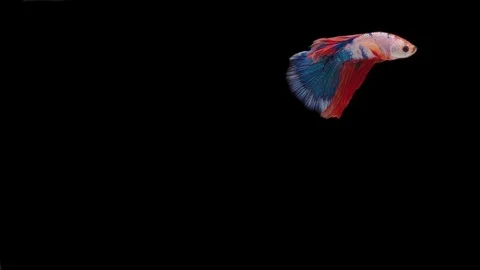 Super slow motion of Siamese fighting fish (Betta splendens), well known name Stock Footage 111044852