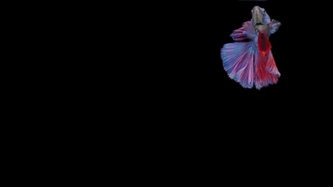 Super slow motion of Siamese fighting fish (Betta splendens), well known name Stock Footage 111044929