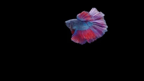 Super slow motion of Siamese fighting fish (Betta splendens), well known name Stock Footage 111044948