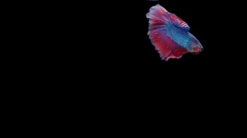 Super slow motion of Siamese fighting fish (Betta splendens), well known name Stock Footage 111045053