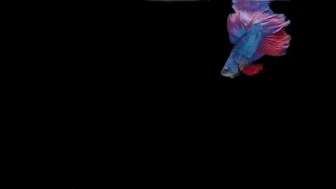 Super slow motion of Siamese fighting fish (Betta splendens), well known name Stock Footage 111045054