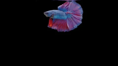 Super slow motion of Siamese fighting fish (Betta splendens), well known name Stock Footage 111045100