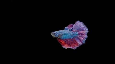 Super slow motion of Siamese fighting fish (Betta splendens), well known name Stock Footage 111045109