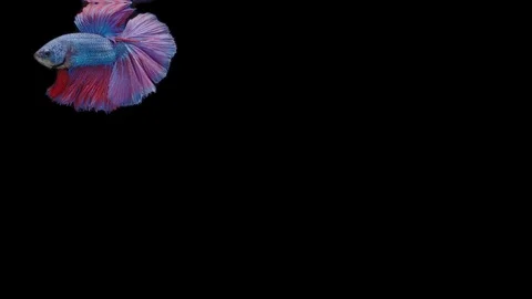 Super slow motion of Siamese fighting fish (Betta splendens), well known name Stock Footage 111045117