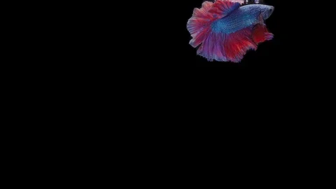 Super slow motion of Siamese fighting fish (Betta splendens), well known name Stock Footage 111045167