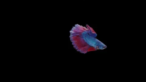 Super slow motion of Siamese fighting fish (Betta splendens), well known name Stock Footage 111045173