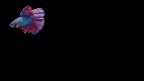 Super slow motion of Siamese fighting fish (Betta splendens), well known name Stock Footage 111045185