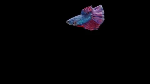 Super slow motion of Siamese fighting fish (Betta splendens), well known name Stock Footage 111045221