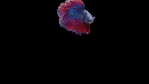 Super slow motion of Siamese fighting fish (Betta splendens), well known name Stock Footage 111045251