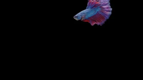 Super slow motion of Siamese fighting fish (Betta splendens), well known name Stock Footage 111045260
