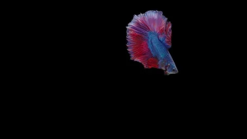 Super slow motion of Siamese fighting fish (Betta splendens), well known name Stock Footage 111045373