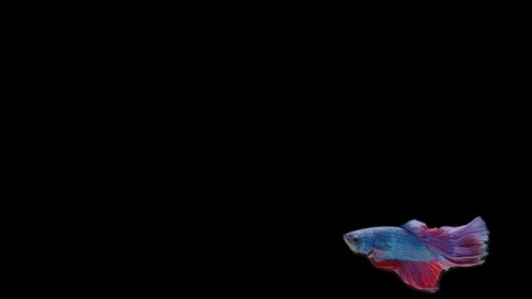 Super slow motion of Siamese fighting fish (Betta splendens), well known name Stock Footage 111045419