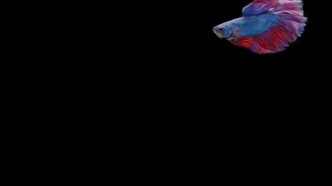 Super slow motion of Siamese fighting fish (Betta splendens), well known name Stock Footage 111045428