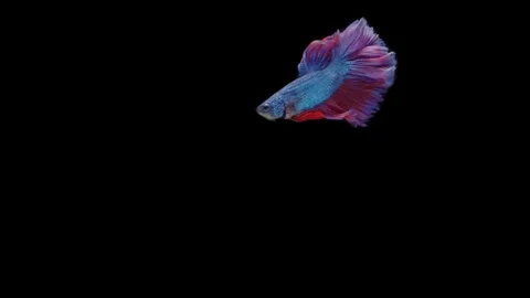 Super slow motion of Siamese fighting fish (Betta splendens), well known name Stock Footage 111045435