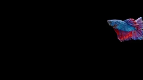 Super slow motion of Siamese fighting fish (Betta splendens), well known name Stock Footage 111045464