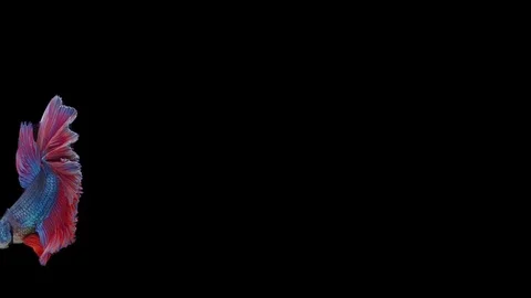 Super slow motion of Siamese fighting fish (Betta splendens), well known name Stock Footage 111045493