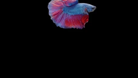 Super slow motion of Siamese fighting fish (Betta splendens), well known name Stock Footage 111045967