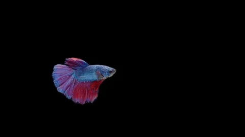 Super slow motion of Siamese fighting fish (Betta splendens), well known name Stock Footage 111046114