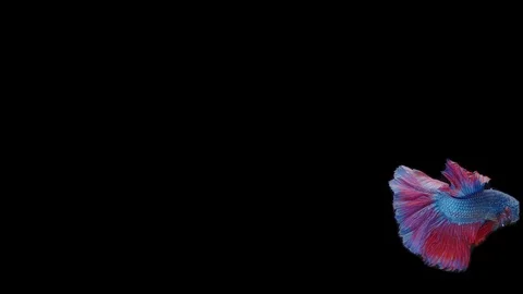 Super slow motion of Siamese fighting fish (Betta splendens), well known name Stock Footage 111046414