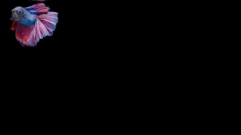 Super slow motion of Siamese fighting fish (Betta splendens), well known name Stock Footage 111046503