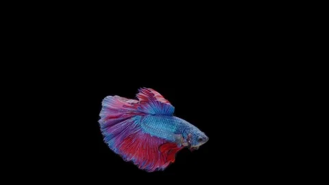 Super slow motion of Siamese fighting fish (Betta splendens), well known name Stock Footage 111046575