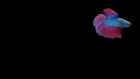 Super slow motion of Siamese fighting fish (Betta splendens), well known name Stock Footage 111046991