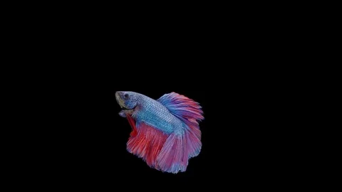 Super slow motion of Siamese fighting fish (Betta splendens), well known name Stock Footage 111047128