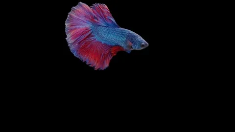 Super slow motion of Siamese fighting fish (Betta splendens), well known name Stock Footage 111047451