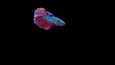 Super slow motion of Siamese fighting fish (Betta splendens), well known name Stock Footage 111047562