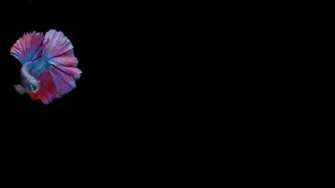 Super slow motion of Siamese fighting fish (Betta splendens), well known name Stock Footage 111047667