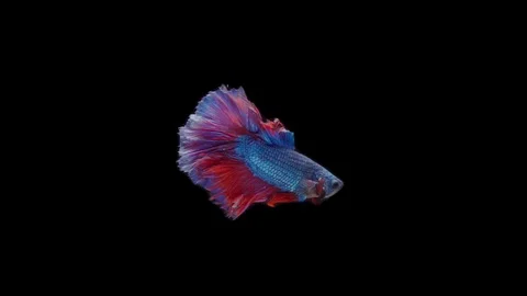 Super slow motion of Siamese fighting fish (Betta splendens), well known name Stock Footage 111047709