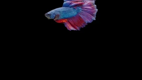 Super slow motion of Siamese fighting fish (Betta splendens), well known name Stock Footage 111047952