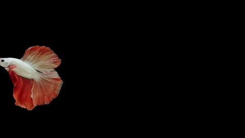 Super slow motion of Siamese fighting fish (Betta splendens), well known name Stock Footage 111745102